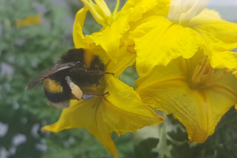 Photo of a bee on a yellow flower