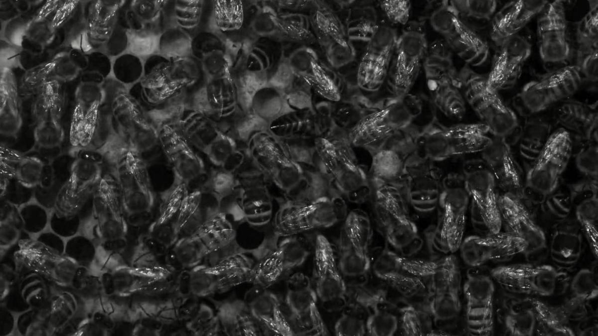 Photograph of honeybees