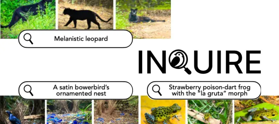 Screenshots taken from the Inquire AI image tool