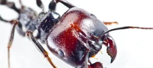 Ant portrait, soldier ant with jaws