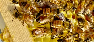 Worker bees on a frame pulled from the hive at the apiary