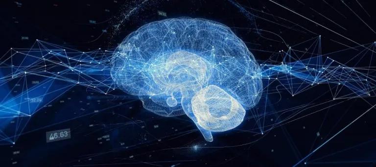 Brain