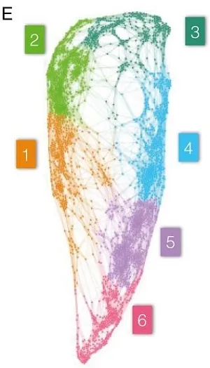 Figure 1E as described in the text