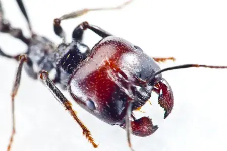 Ant portrait, soldier ant with jaws