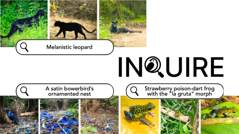 Screenshots taken from the Inquire AI image tool