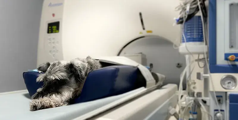 Dog sedated instants before getting a CT scan. He is laying down on a CT scan machine.