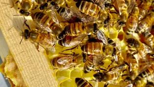 Worker bees on a frame pulled from the hive at the apiary